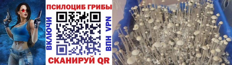 Галлюциногенные грибы Psilocybe  Арзамас 